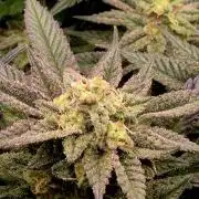 Steckies kurz vor dem Herbst..