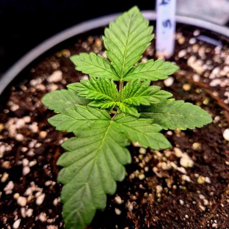 Fast buds (mini grow)