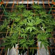 Orange bud main lining