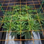 Orange bud main lining