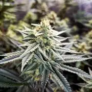 Caly 'n banana main lining