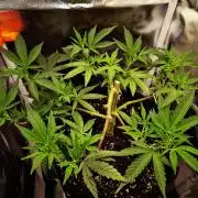 Adoption eines Steckies main lining