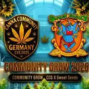 Mental Rainbow (CCG) Sweet Seeds