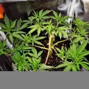 Adoption eines Steckies main lining