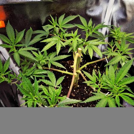 Adoption eines Steckies main lining