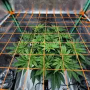 Orange bud main lining