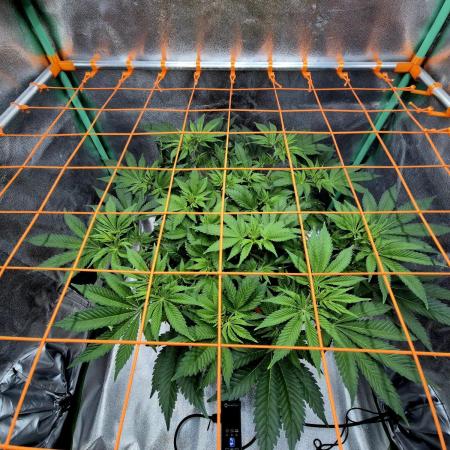 Orange bud main lining