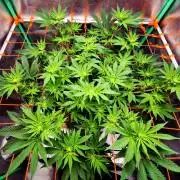 Orange bud main lining