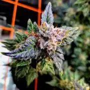 Rainbow Hitter
