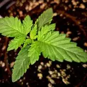 Fast buds (mini grow)
