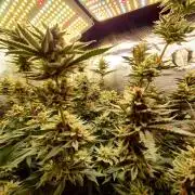 Caly 'n banana main lining