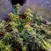 Pink Rozay Original Sensible Seeds