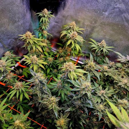 Pink Rozay Original Sensible Seeds