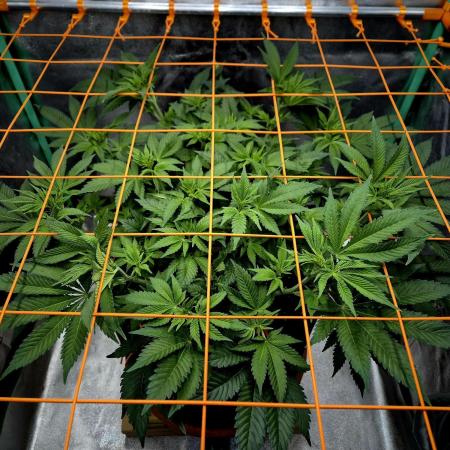 Orange bud main lining