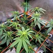 Pink Rozay Original Sensible Seeds