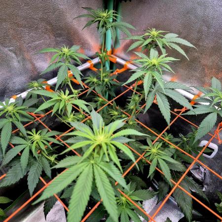 Pink Rozay Original Sensible Seeds