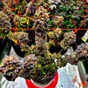 Fast buds (mini grow)