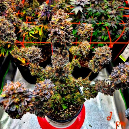 Fast buds (mini grow)