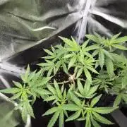 Adoption eines Steckies main lining