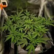 Special Kush (clone) main lining
