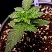 Fast buds (mini grow)