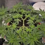 Orange bud main lining