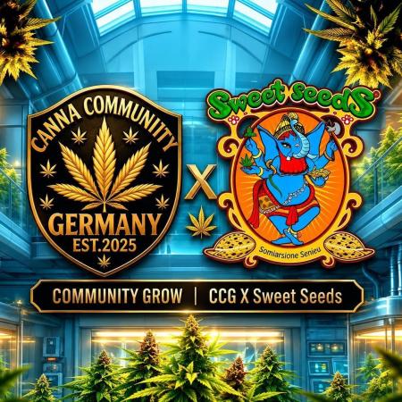 Mental Rainbow (CCG) Sweet Seeds