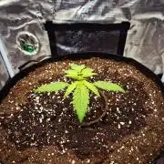 Cream Mandarine main lining