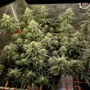 Caly 'n banana main lining