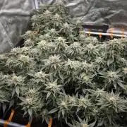 Steckies kurz vor dem Herbst..