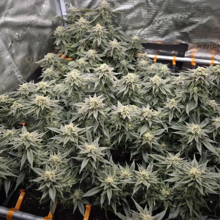 Steckies kurz vor dem Herbst..