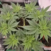 Orange bud main lining