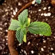 Pink Rozay Original Sensible Seeds