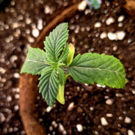 Pink Rozay Original Sensible Seeds