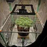 Orange bud main lining