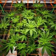 Orange bud main lining