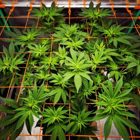 Orange bud main lining