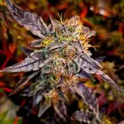 Fast buds (mini grow)