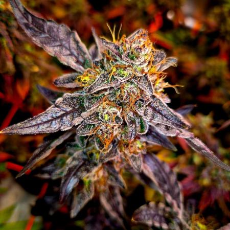 Fast buds (mini grow)