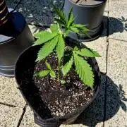 Mamas kleines Mädel