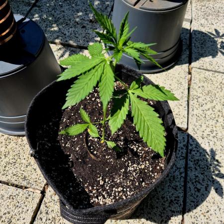 Mamas kleines Mädel