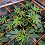 Pink Rozay Original Sensible Seeds