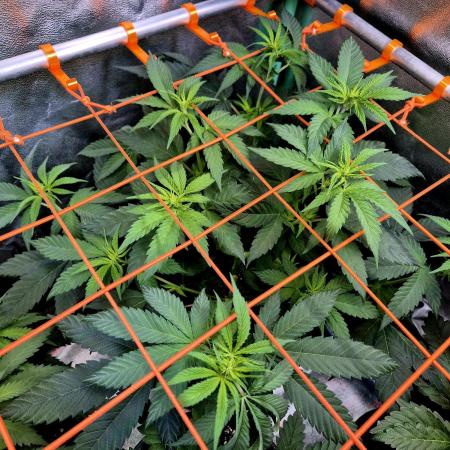 Pink Rozay Original Sensible Seeds