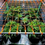 Pink Rozay Original Sensible Seeds