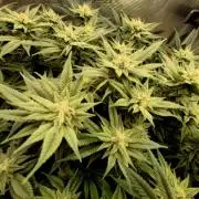 Caly 'n banana main lining