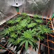 Orange bud main lining