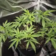 Adoption eines Steckies main lining