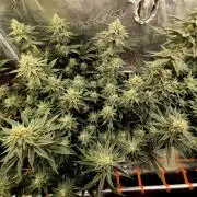 Caly 'n banana main lining