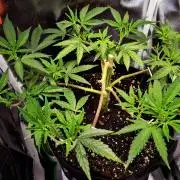 Adoption eines Steckies main lining