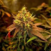 Fast buds (mini grow)
